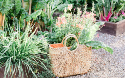Practical Tips for Starting a Garden